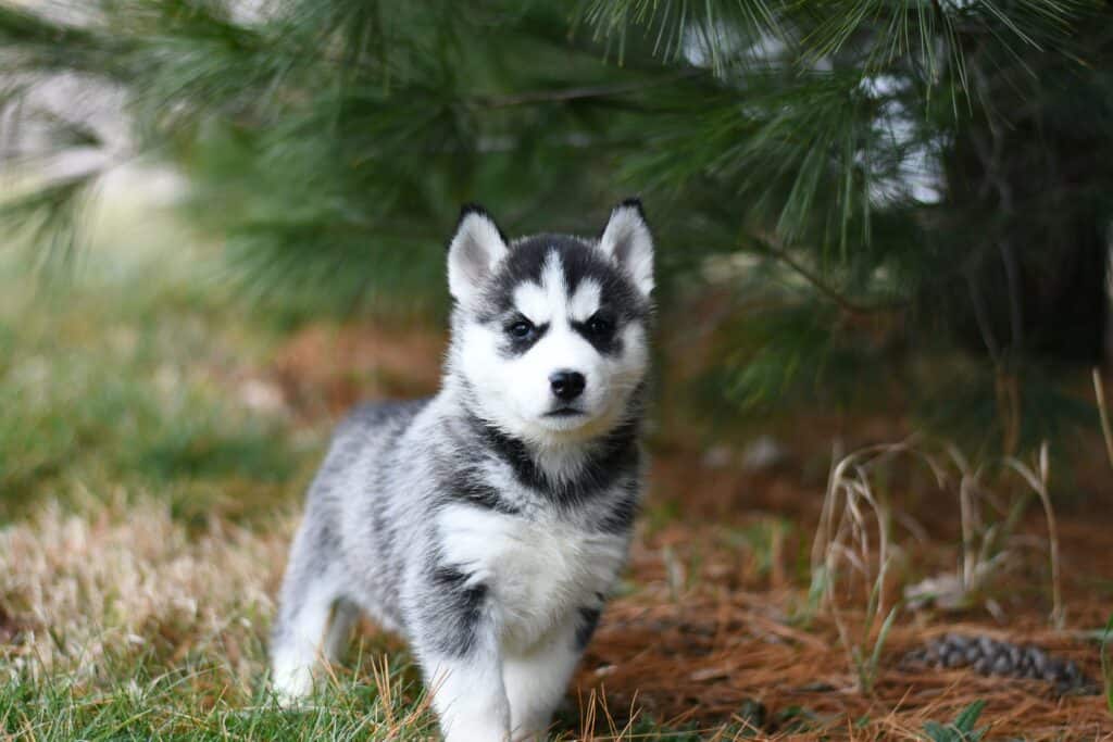 Quel nom pour votre chien ? Une lettre, une année.