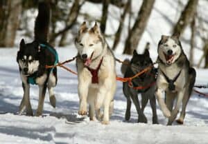 Chiens qui ont besoin de faire beaucoup de sport