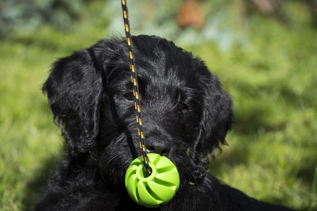 jeu résistant balle de tennis KONG pour chien