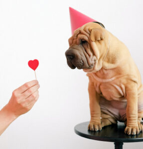 Valentijnsdag hond