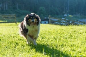 Chien qui vie en maison et qui s'amuse dans son jardin