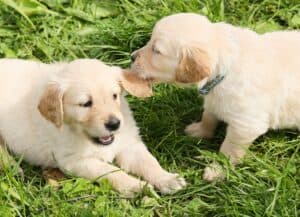 Honden die samen spelen