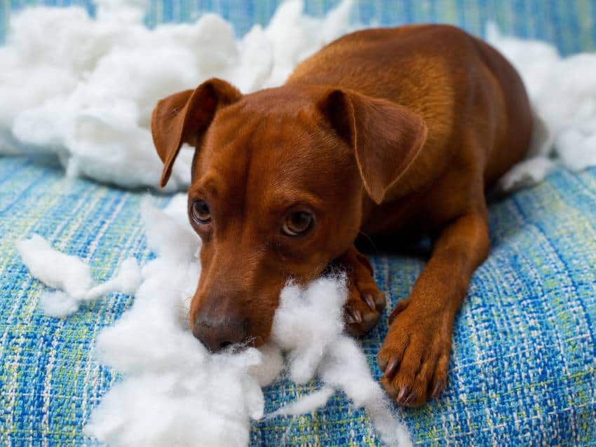 Chiot destructeur. Les conseils de Colonel Gustave!