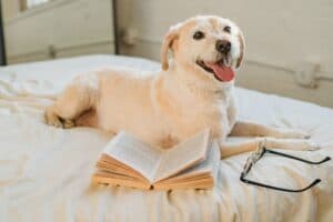 Chien qui apprend à rester seul