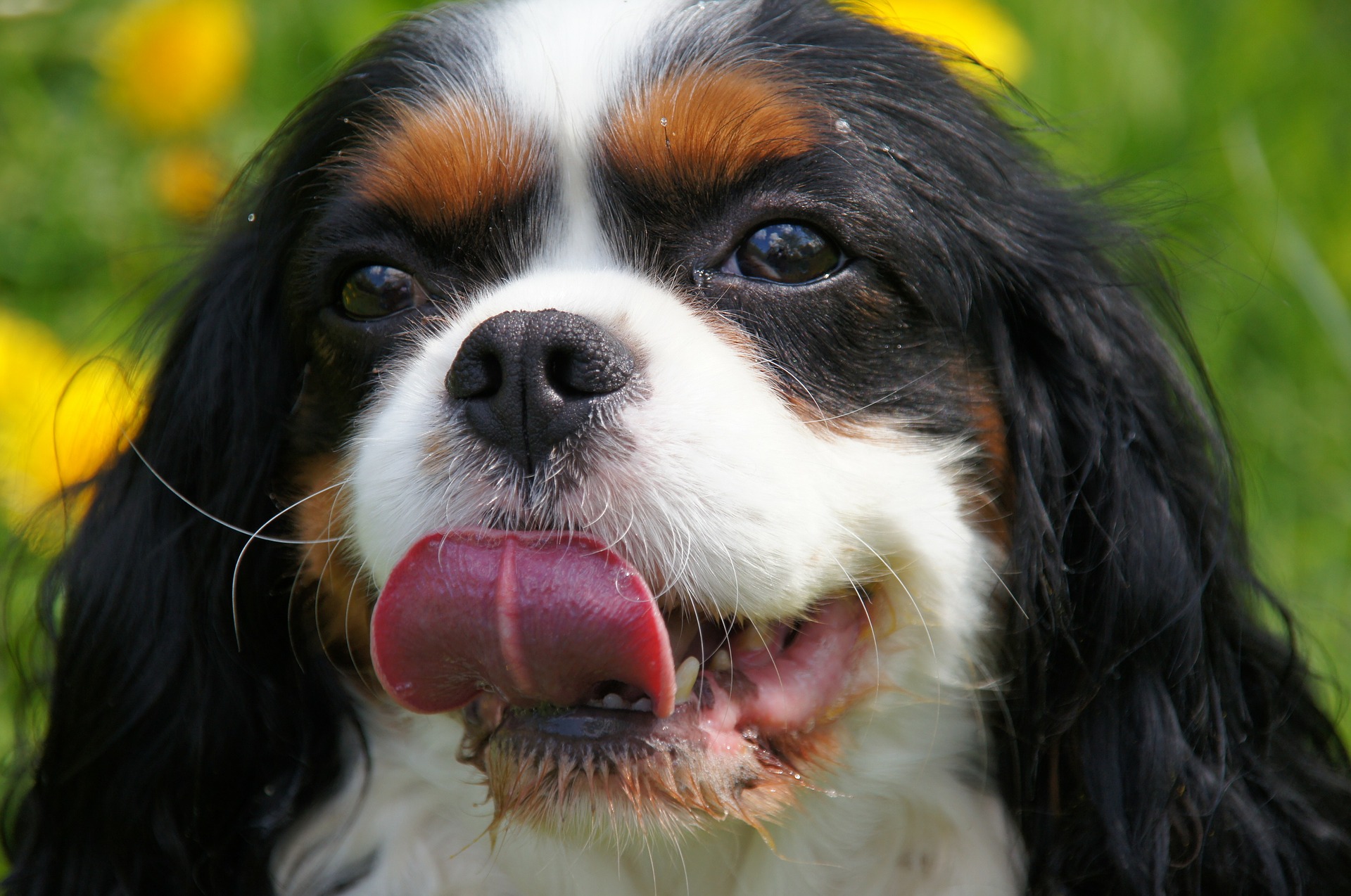 Cavalier King Charles Spaniel: race de chien