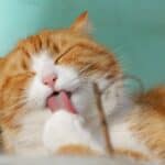 Chat qui se lèche