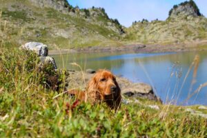 Boule de poils qui découvre la nature 