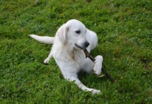 chien qui mange un bâton