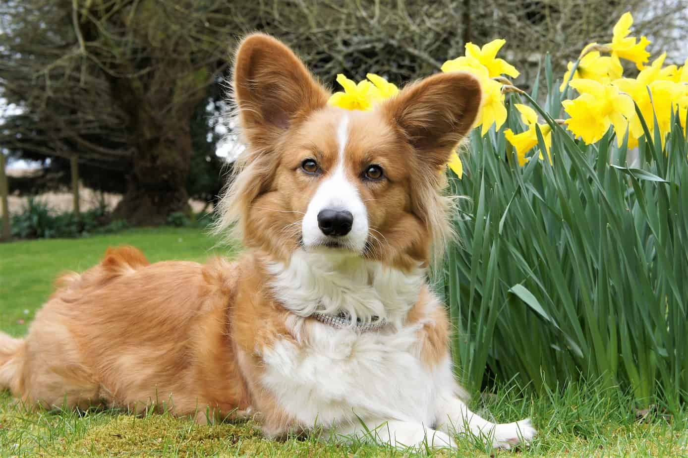 Welsh Corgi Cardigan qui pose