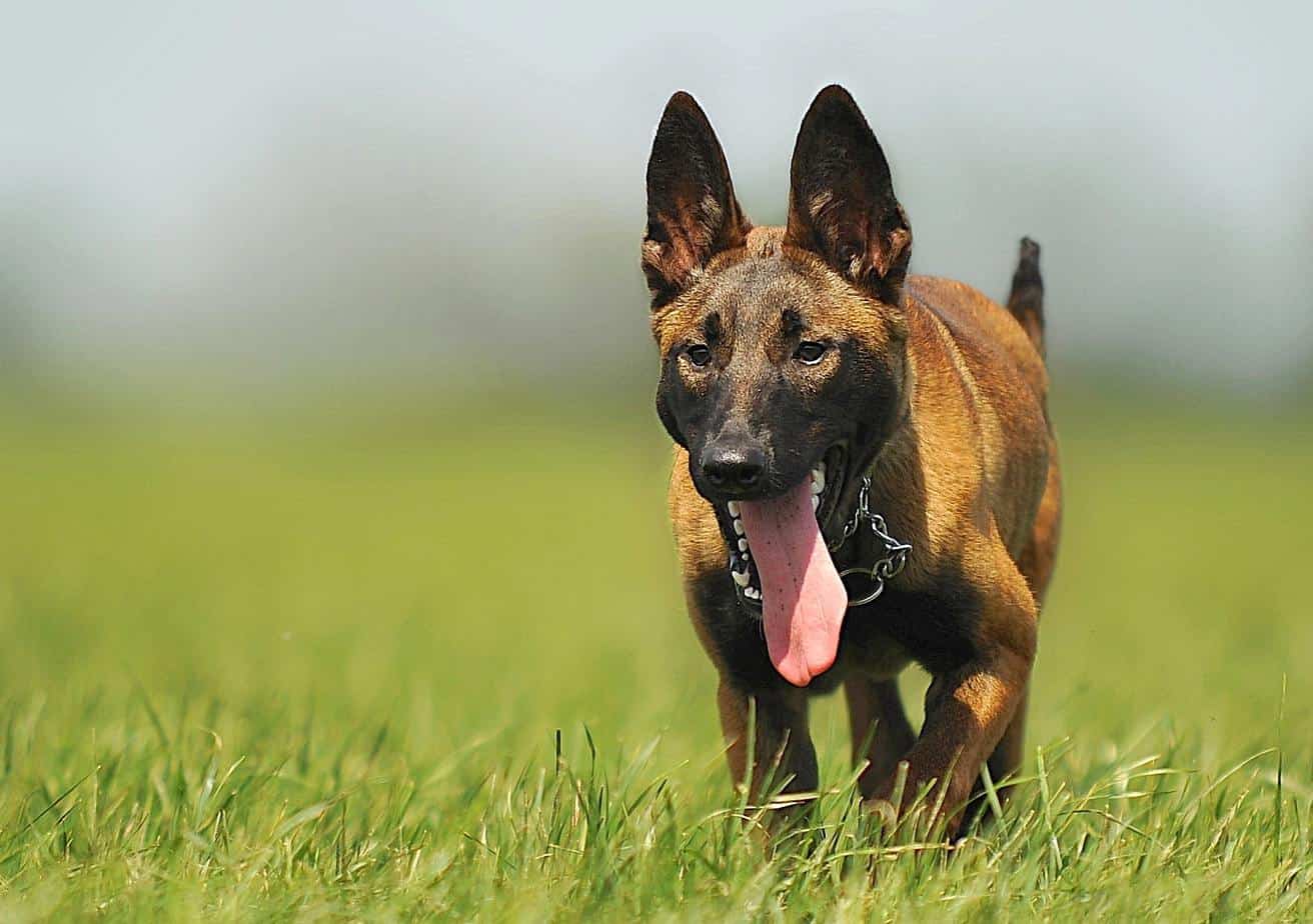 Malinois qui gambade