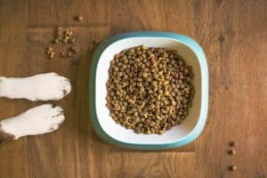 alimentation de qualité pour chien