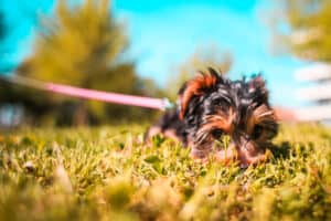 Chien qui mange de l'herbe verte