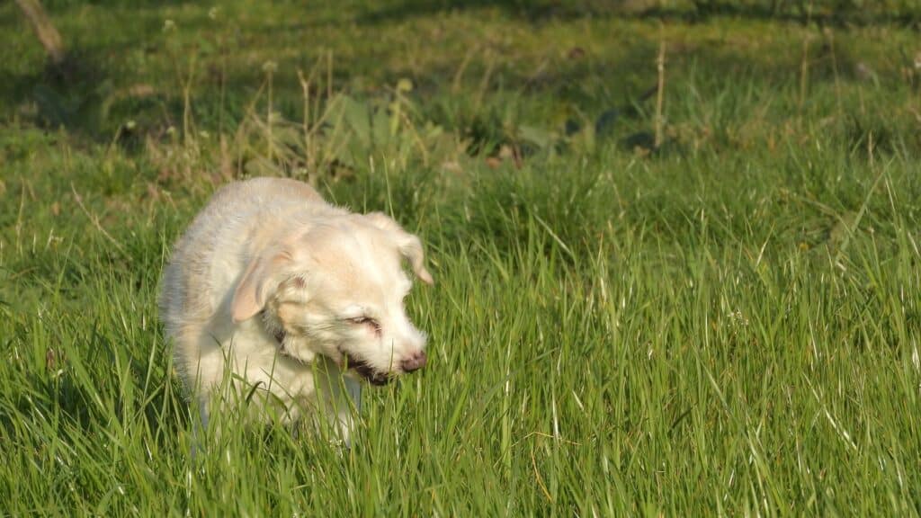 Mon chien mange de l’herbe et son ventre gargouille. Comment l’aider ?