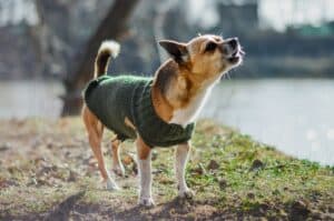 Blaffende hond tijdens een wandeling