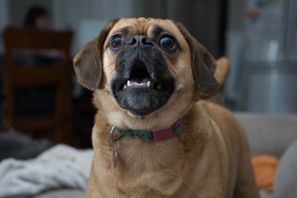 Hoe stop ik het geblaf van mijn hond?