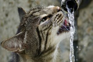 Chat qui aime l'eau
