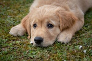 Chiot qui obéit