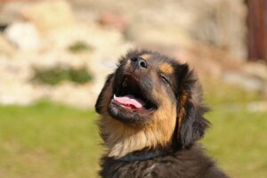 Chiot qui est heureux d'apprendre