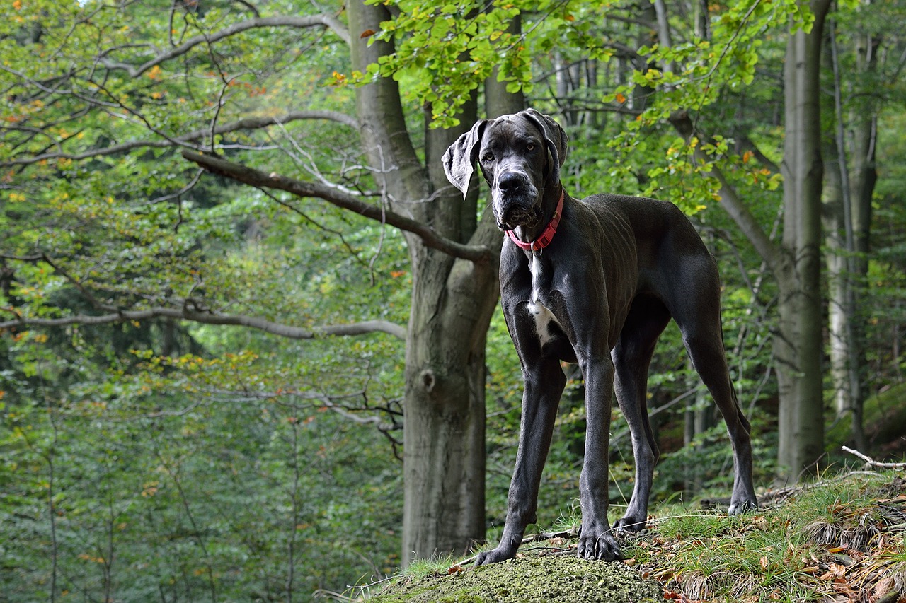 Dogue Allemand dans la forêt