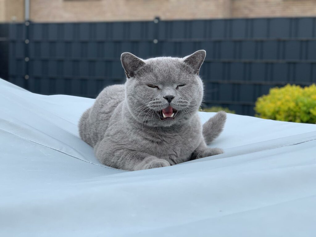 Je kat miauwt te veel: wat kun je doen?