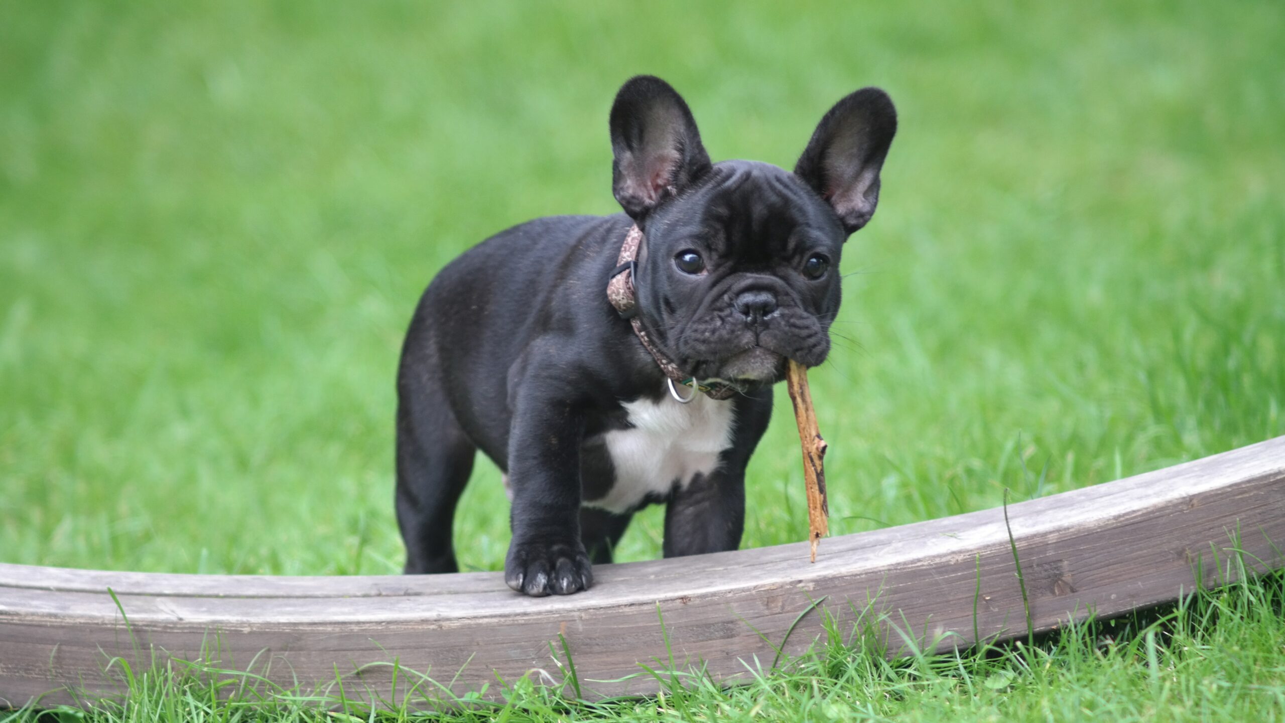 Bouledogue Français