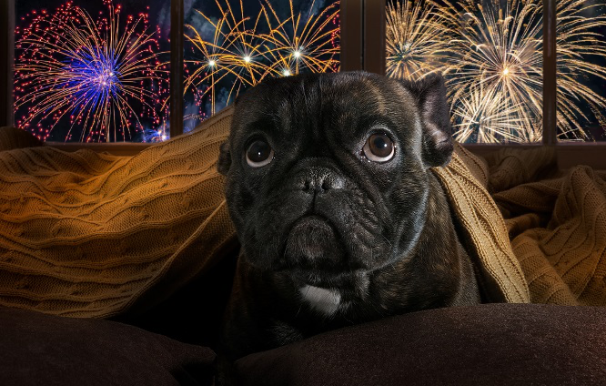 Mon chien a peur des feux d’artifice. Les raisons et solutions