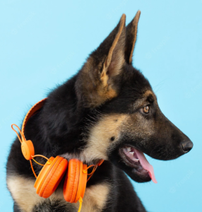 Chien qui écoute de la musique