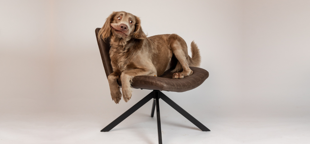 Hond liggend op een stoel