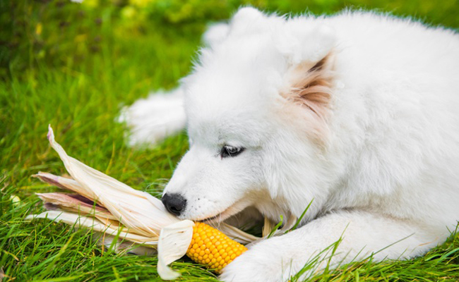 Chien qui mange du maïs