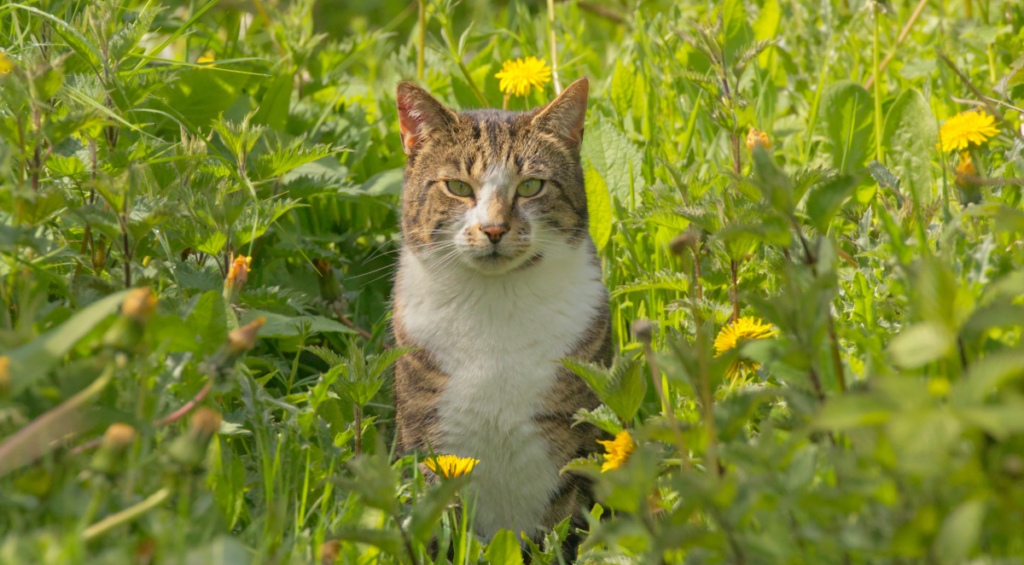 Les orties, un excellent ingrédient à ajouter dans les croquettes pour chiens et des chats