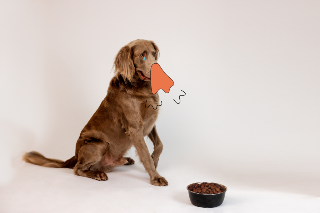 Colonel Gustave, des croquettes hypoallergéniques pour chien