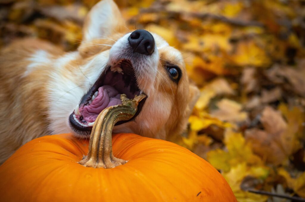 Du potiron dans les croquettes pour chiens et chats : farce d’Halloween ou idée de génie ?