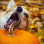 Chien qui mange un potiron