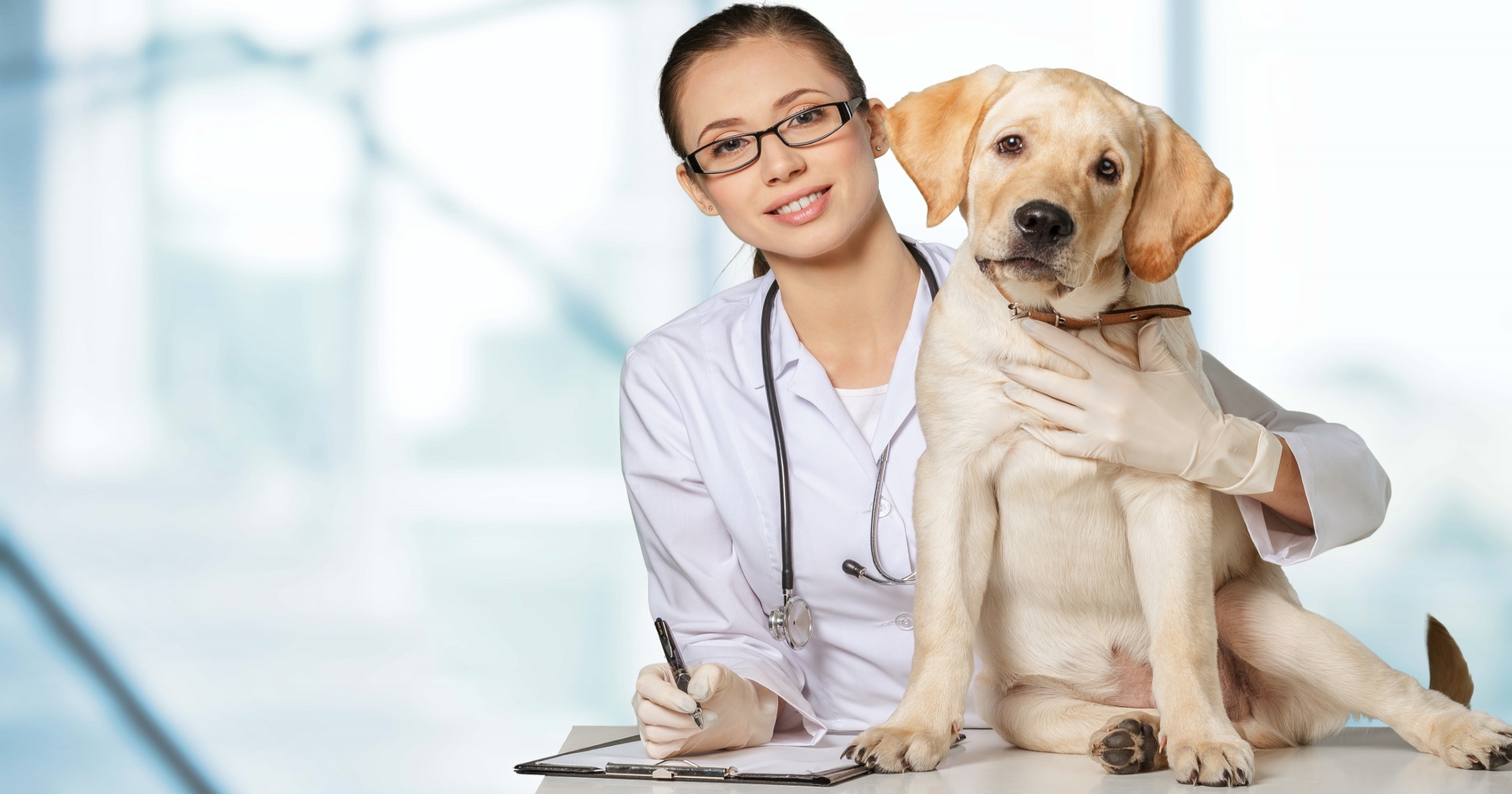 Chien chez le vétérinaire - checkup médical