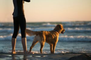 Hond op het strand met zijn eigenaar