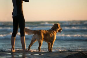 Chien à la plage avec son maître