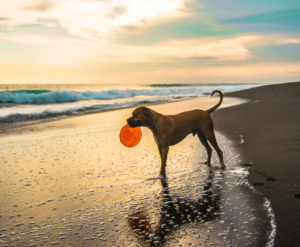 Spelende hond aan de Noordzee in België