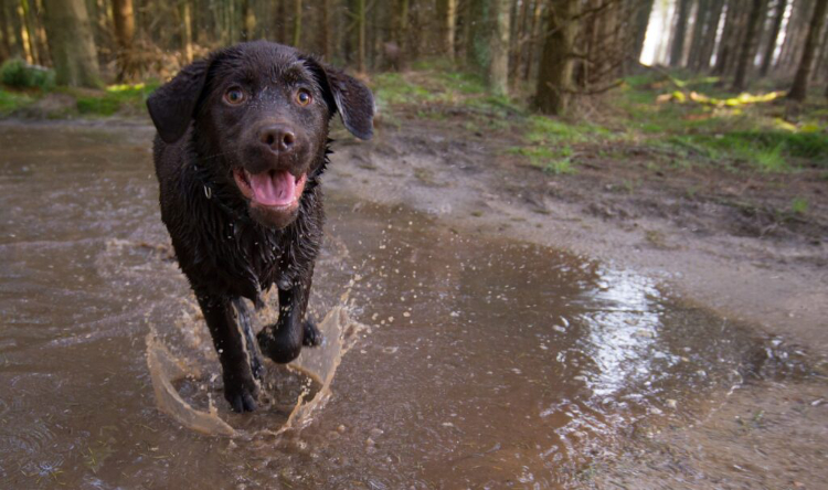 Chien qui joue dans une flaque d’eau pendant sa promenade dans une forêt en Ardenne.