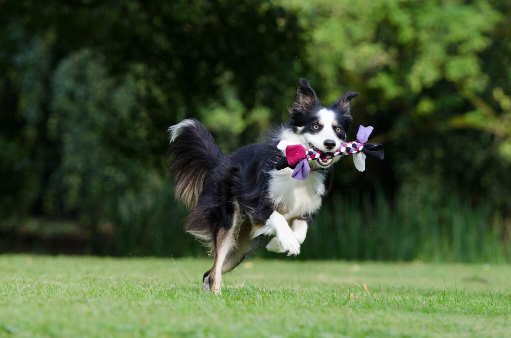 Où promener son chien en liberté en Belgique ?