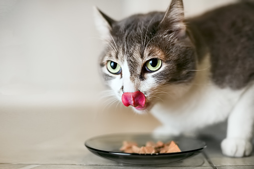 Chat prend sa pilule avec sa pâté