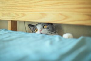 Chat coincé derrière un lit et qui doit passer par un petit trou pour sortir