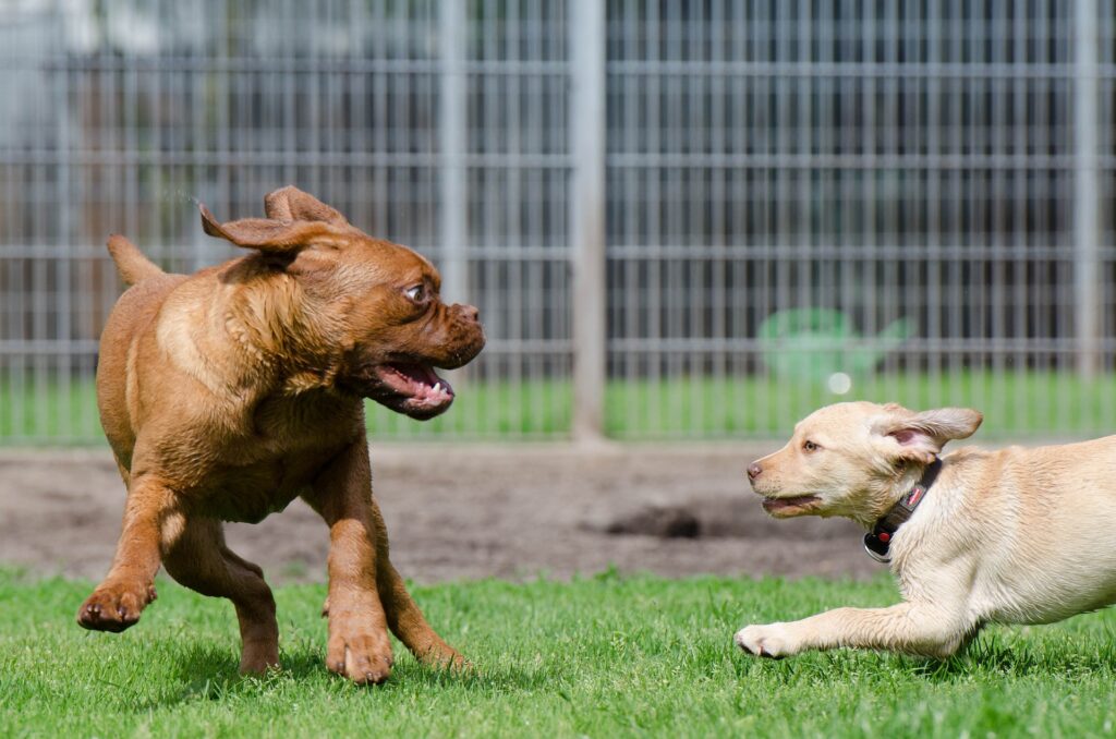 Les chiens sont déjà wouf du premier #parc canin liégeois de Cointe