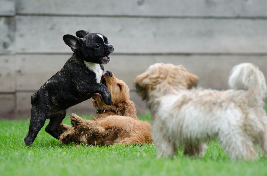 Trois chiots jouant dans l'herbe de leur parc préféré.