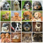 De verschillende rassen van honden en de hondennamen volgens de jaren