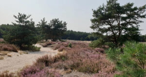 Wandelen in Vlaanderen met uw hond