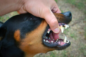 Vérifier les dents de son chien