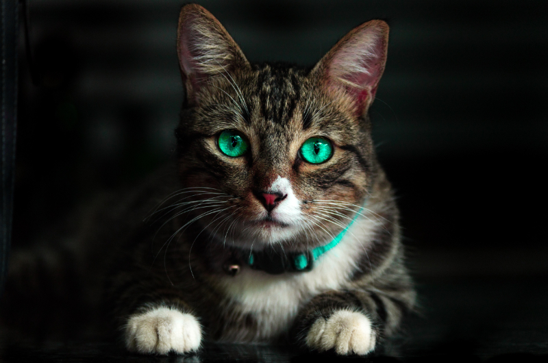 leuke weetjes over katten: ze zien ultraviolet licht
