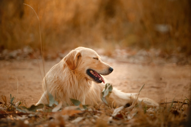 Chien qui à chaude et qui se repose.