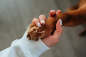 een geleider controleert de conditie van de poot van zijn hond