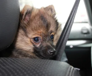 un chien en sécurité dans une voiture grâce à sa ceinture